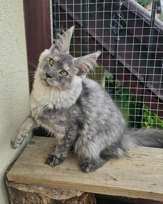 Piękny czarny dymny kocur - FPL