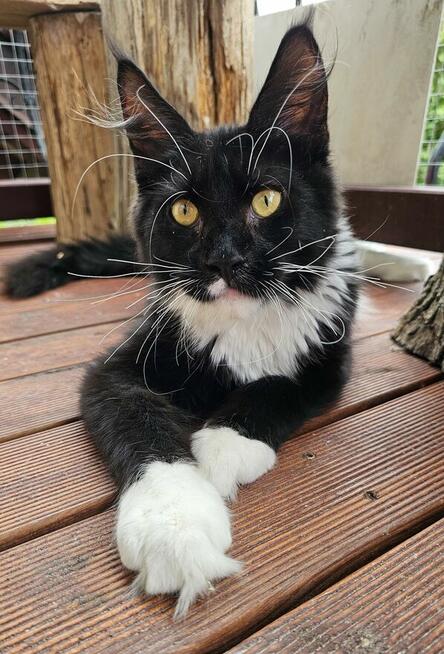 Pieścioch - Czarno biały kocurek Maine Coon - FPL