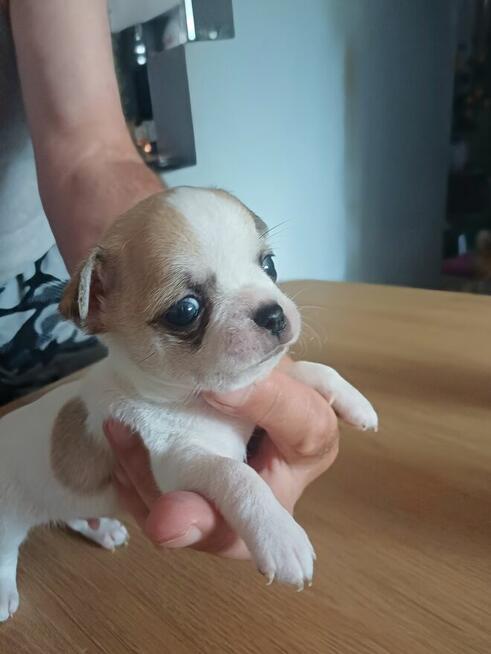 Biało-Beżowy Cudowny Chihuahua