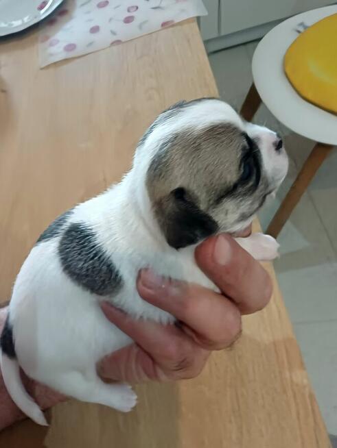 Przepiękna Maleńka Dziewczynka Chihuahua