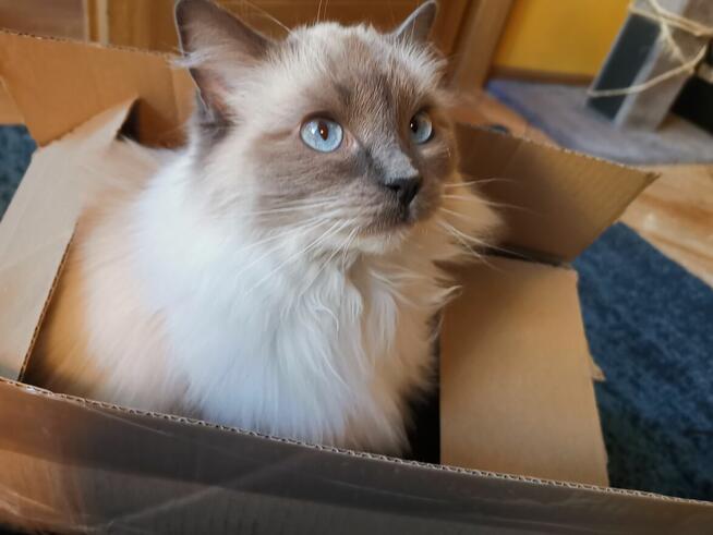 Sprzedam kotkę Ragdoll