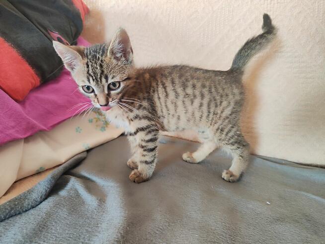 Amir do adopcji