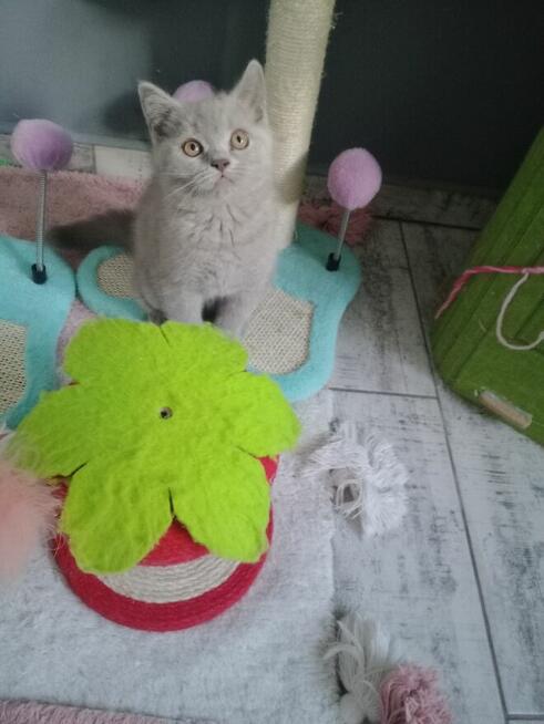 Kotki brytyjskie liliowe