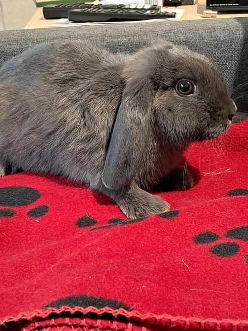 Niebieskie baranki mini lop