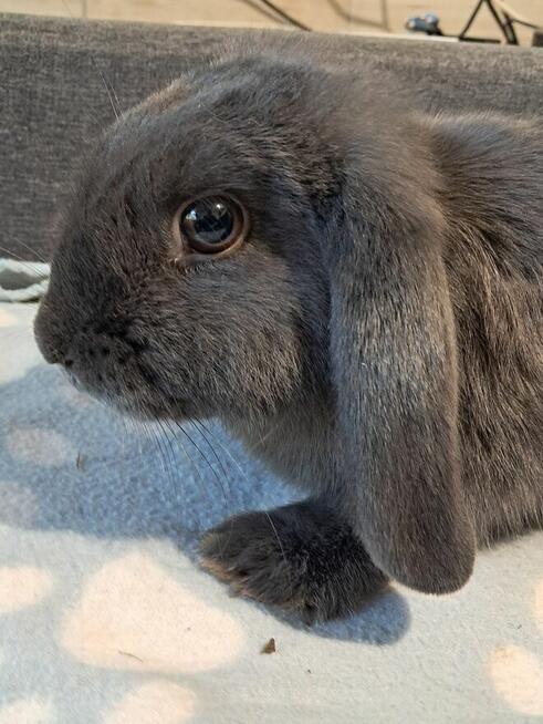 Niebieskie baranki mini lop