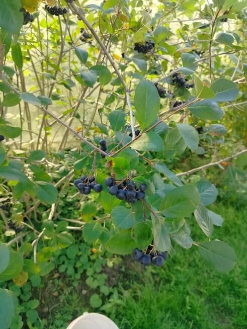 Owoce aronii świeżo zerwane 6,70 kg
