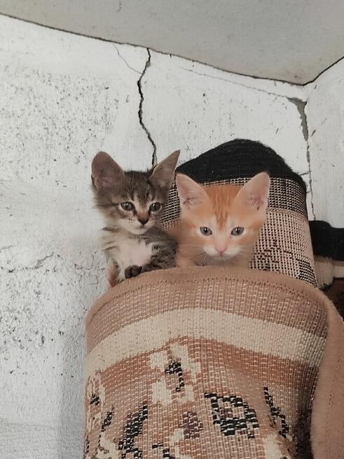 Kocięta do adopcji