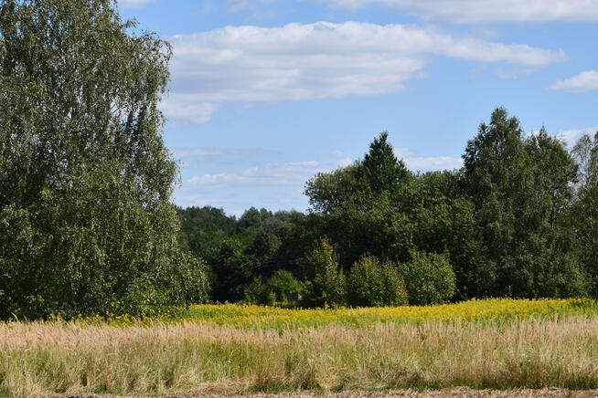 Działka rolna 43a - Strażów