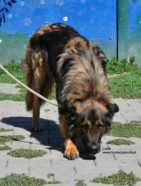 Lolek