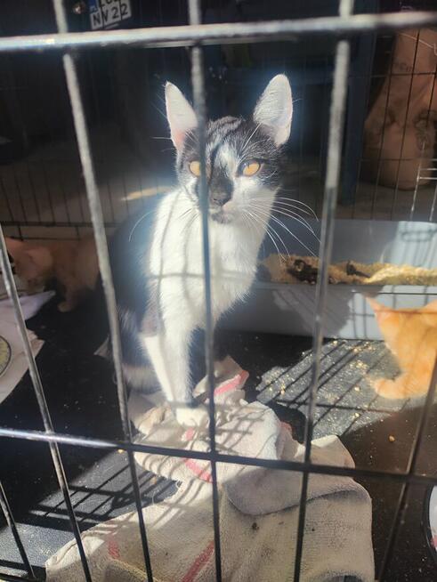 Kocica do adopcji