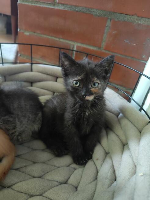 Kocięta do adopcji