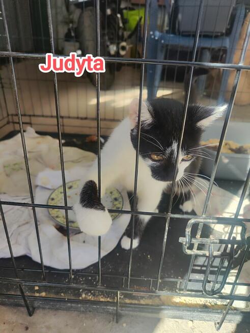 Kocica do adopcji