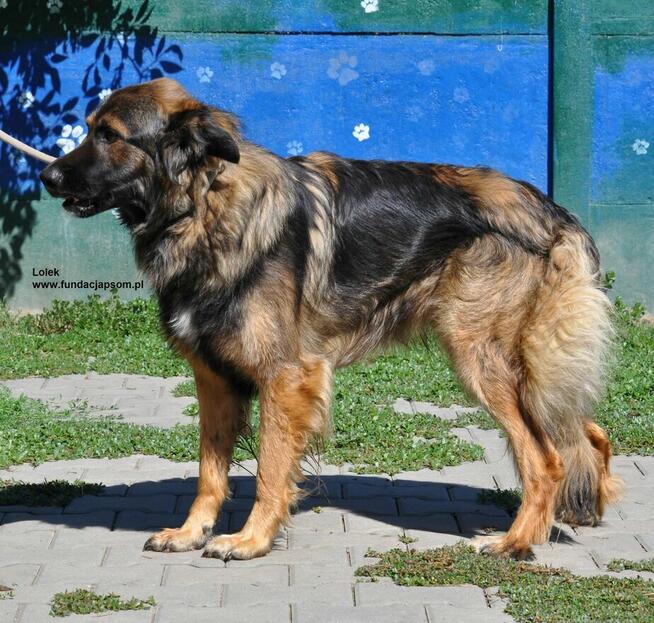 Lolek