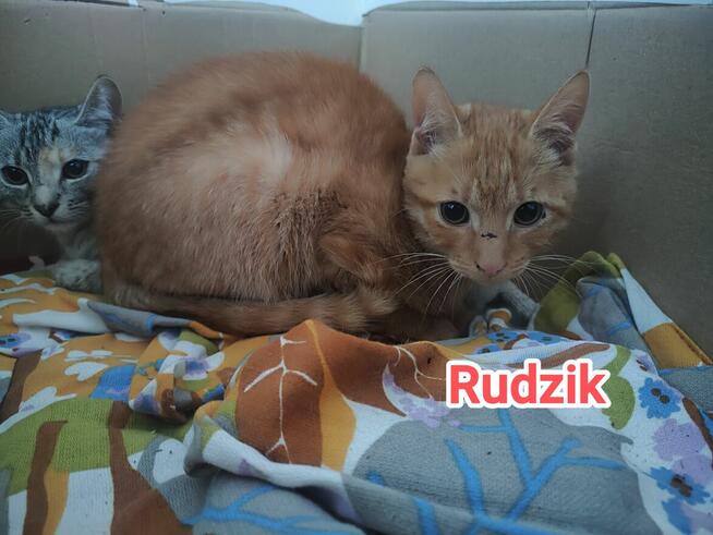 Kocięta do adopcji