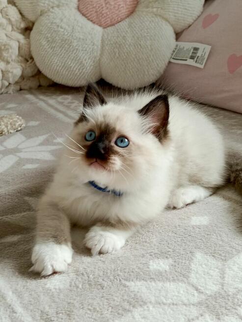 RAGDOLL Kocięta-Zapowiedź miotu grudzień/styczeń