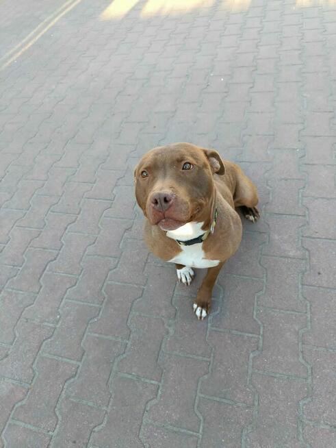 Megi - wyjątkowa sunia w typie pitbulla szuka domu!