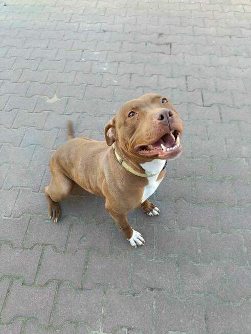 Megi - wyjątkowa sunia w typie pitbulla szuka domu!
