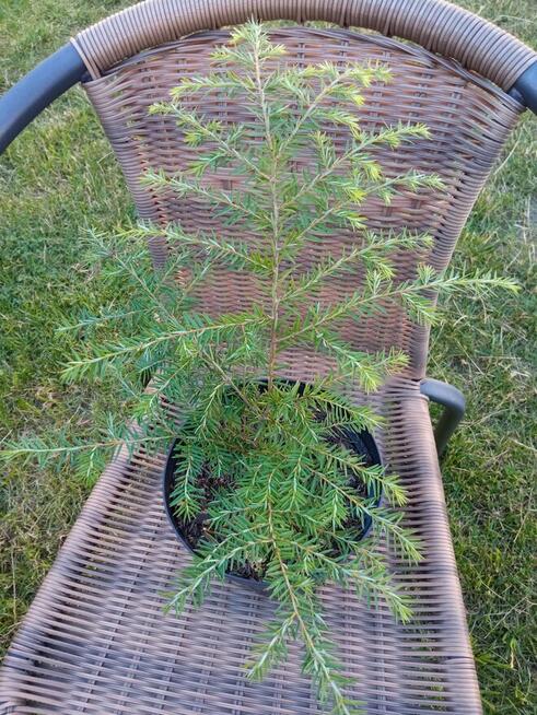 Mahonia i inne krzewy i iglaki