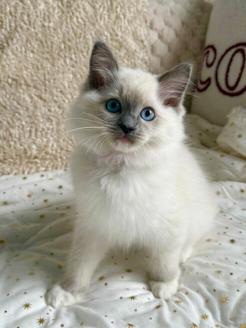 RAGDOLL Kocięta-Zapowiedź miotu grudzień/styczeń