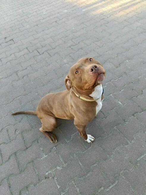 Megi - wyjątkowa sunia w typie pitbulla szuka domu!