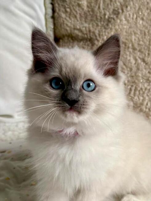 RAGDOLL Kocięta-Zapowiedź miotu grudzień/styczeń