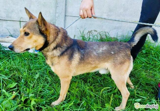 KUMPEL - cudny psiak szuka najlepszego domu
