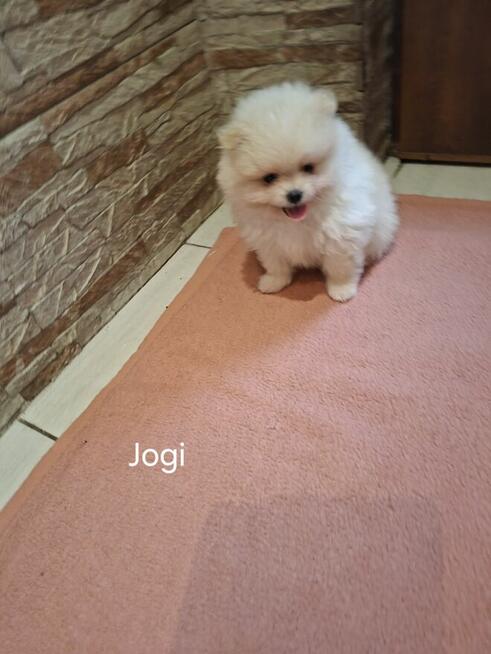 Sprzedam psy rasy Szpic miniaturowy Pomeranian
