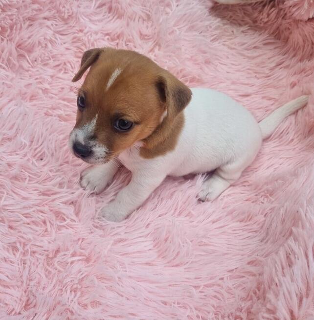 Sprzedam szczeniaki Jack russell terrier