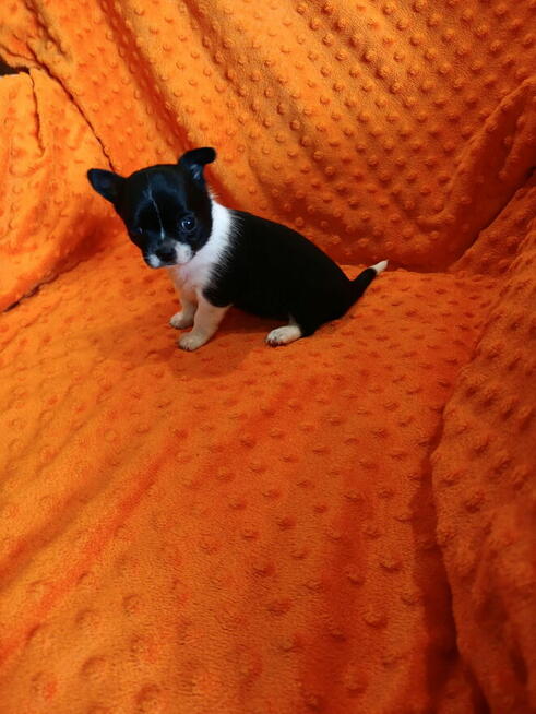 Urocza suczka Chihuahua – kremowa