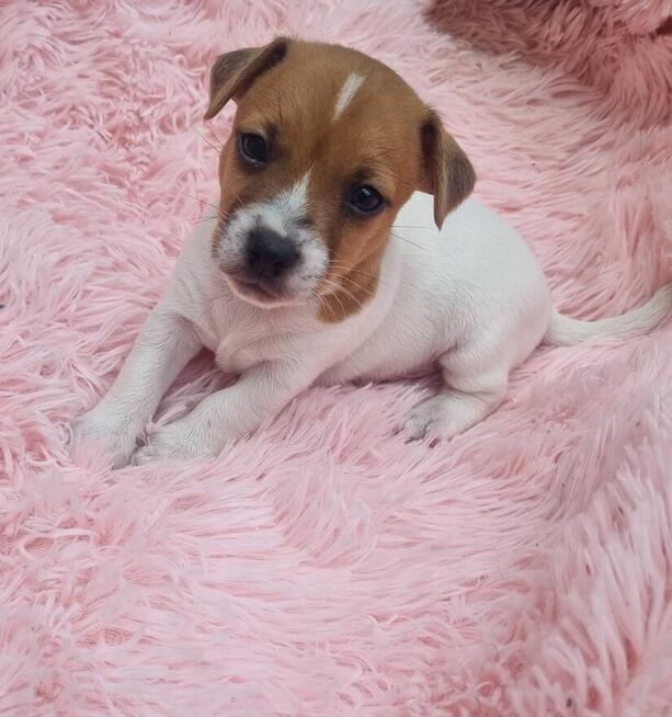 Sprzedam szczeniaki Jack russell terrier
