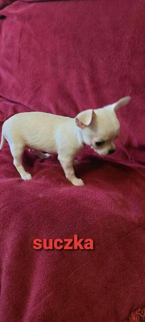 Urocza suczka chihuahua