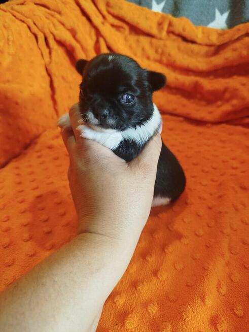 Urocza suczka Chihuahua – kremowa