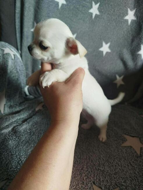 Urocza suczka chihuahua