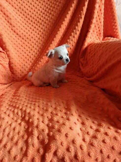 Urocza suczka Chihuahua – kremowa
