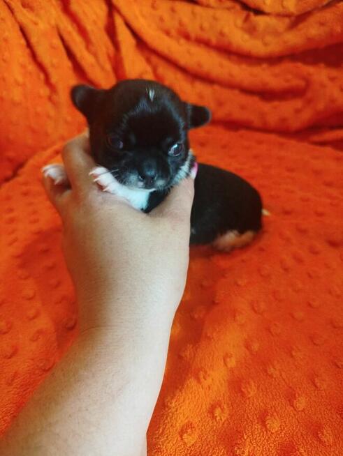 Urocza suczka Chihuahua – kremowa