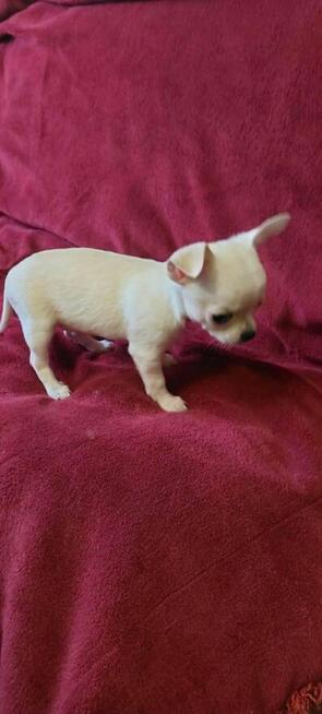Urocza suczka chihuahua szuka kochającego domu!