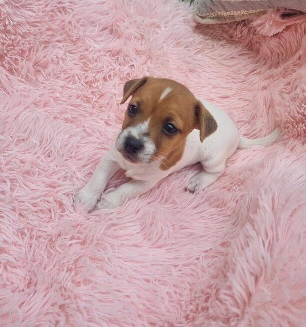 Sprzedam szczeniaki Jack russell terrier