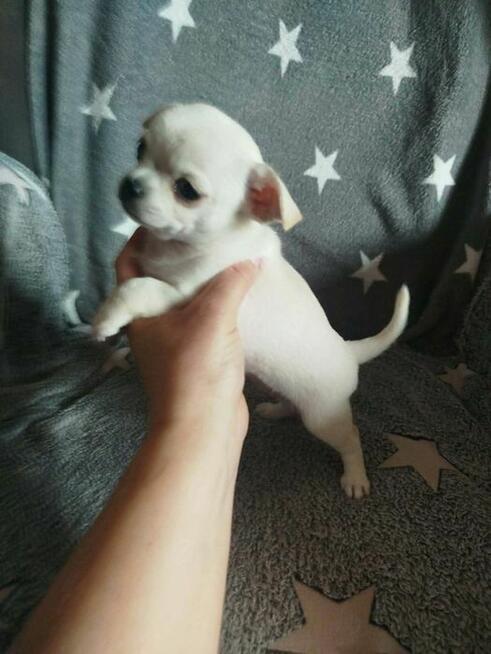 Urocza suczka Chihuahua – kremowa