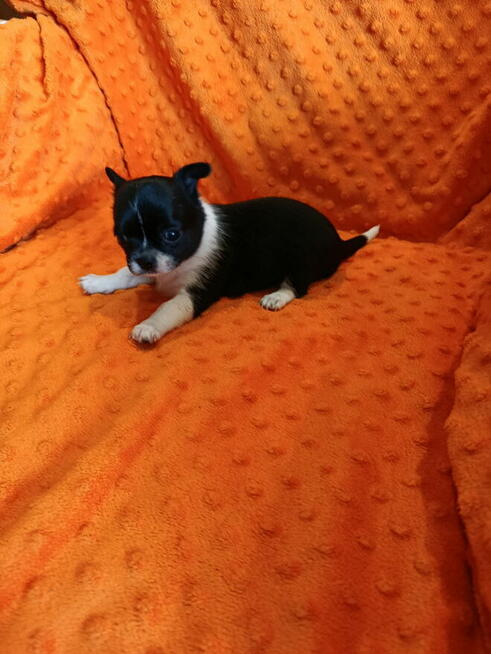 Urocza suczka Chihuahua – kremowa