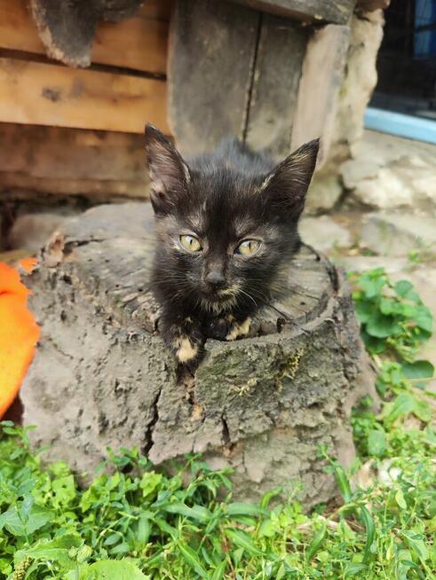 Hera do adopcji
