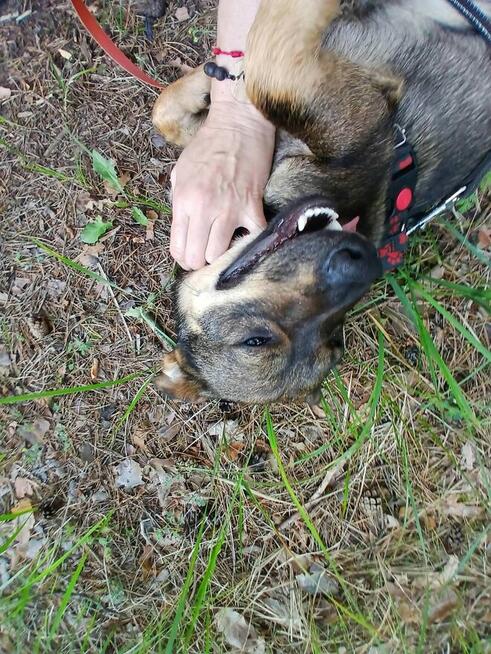 Drapak ok1,5 r.mały wyjątkowy mały psiak do adopcji Bełchat