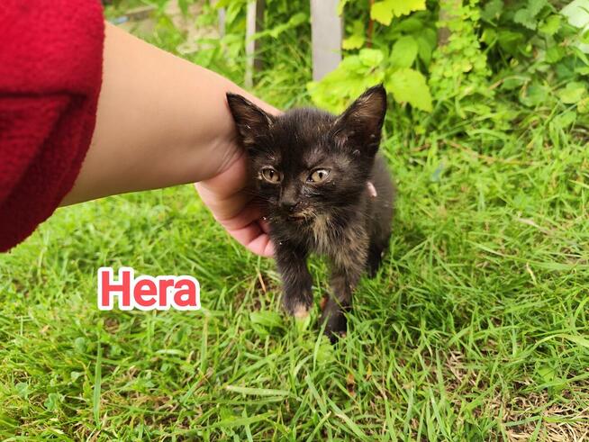 Hera do adopcji