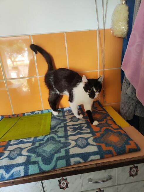 Judyta do adopcji