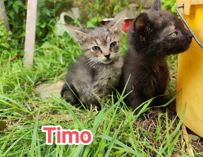 Timo do adopcji