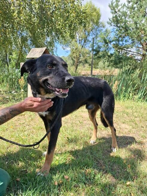 Pilne!! Oleg ok 2/3 let.mały piesek do adopcji Bełchatów