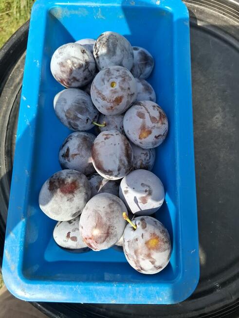 Sprzedam śliwki Węgierka Dąbrowicka
