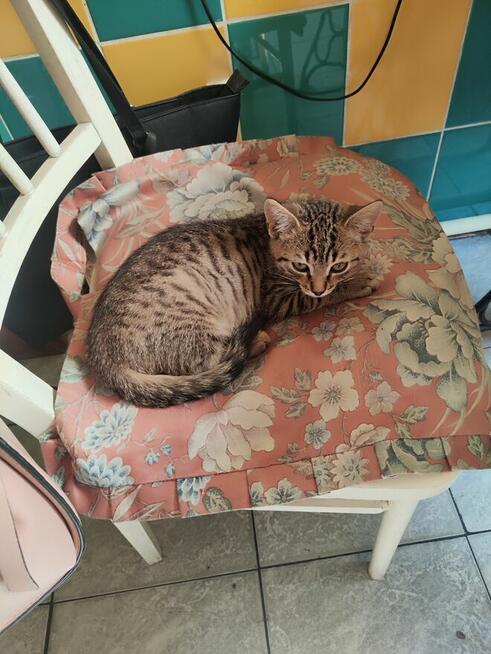 Amir do adopcji