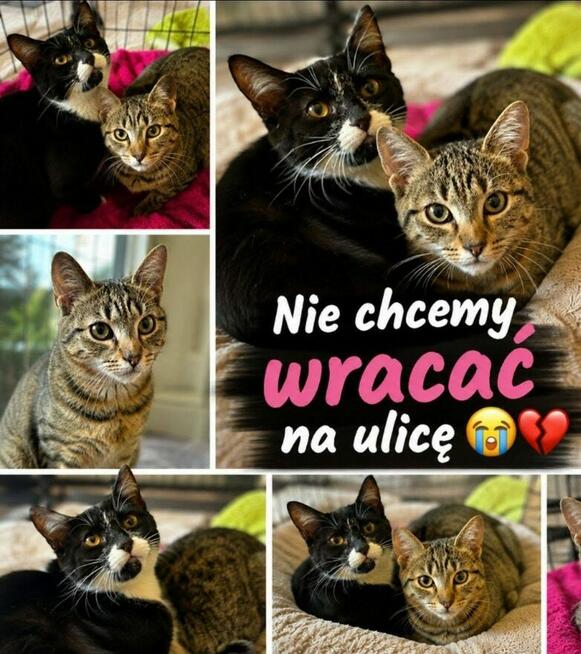 Kajtus i Felus to półroczne kociaki czekają na Ciebie Kocie