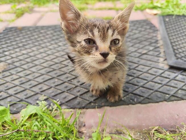 Timo do adopcji