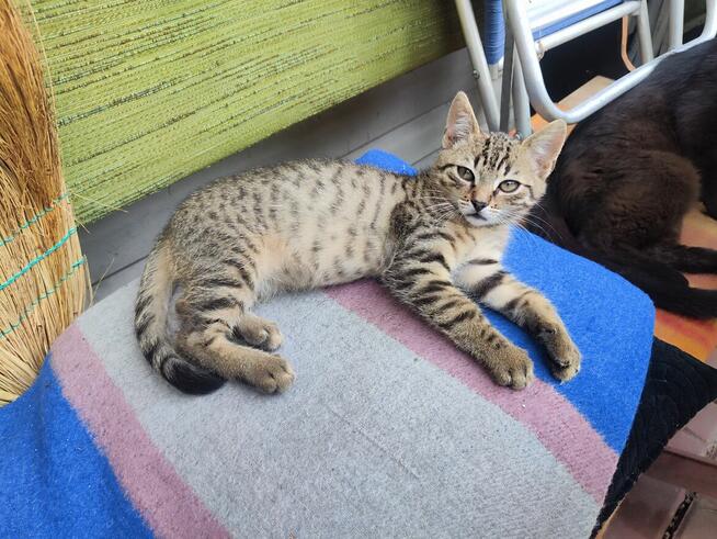 Amir do adopcji